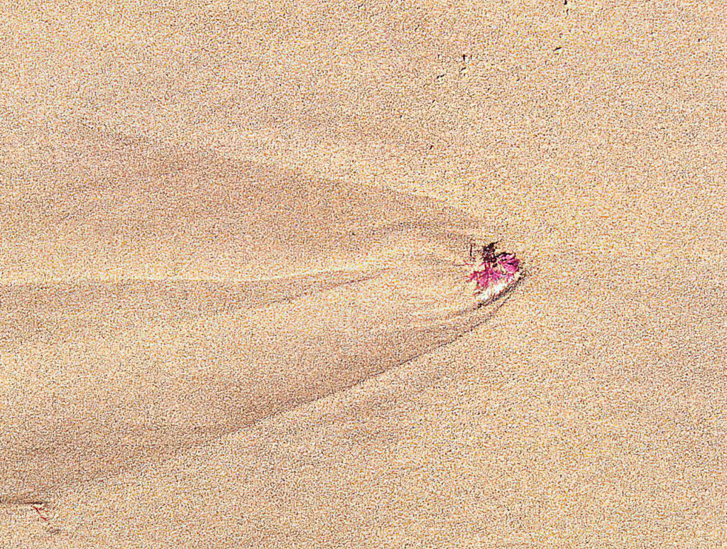 Alga en arena