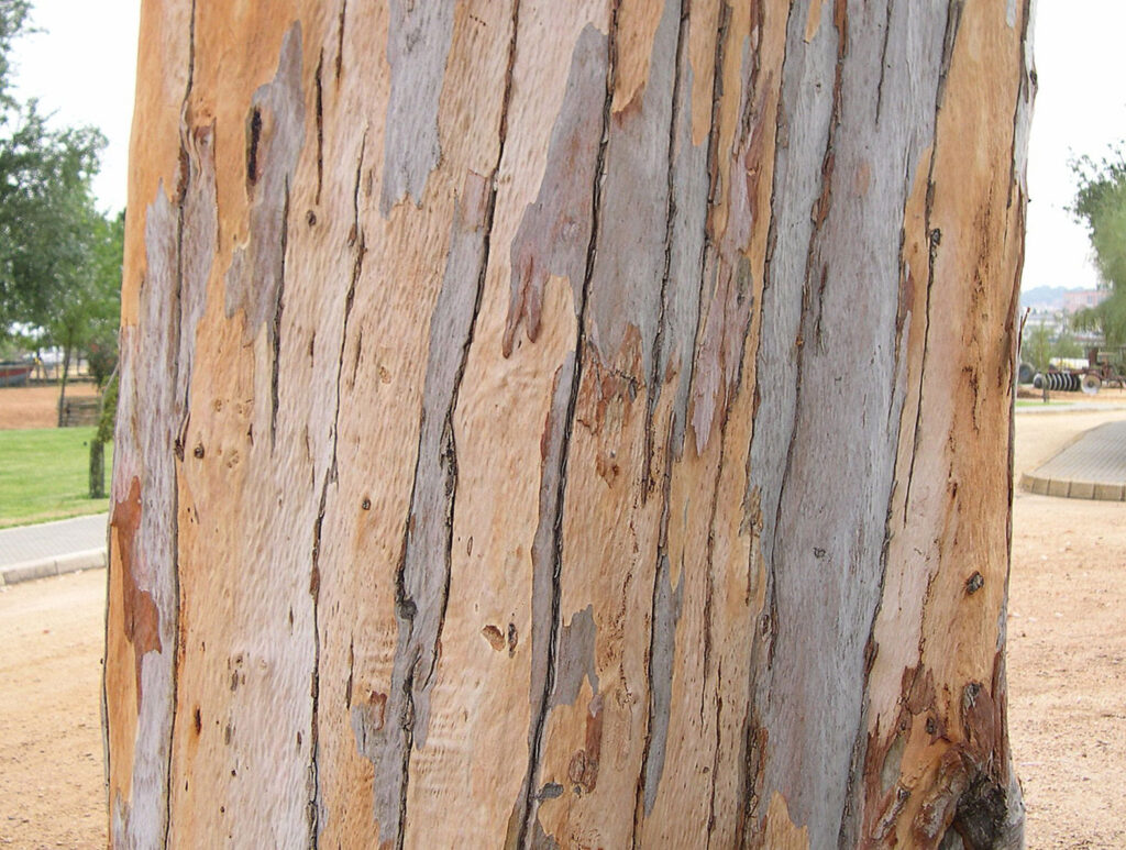 Bandas verticales de Eucalipto