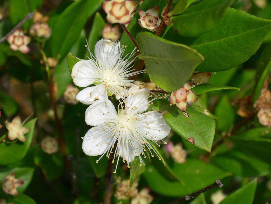 Flor Mirto