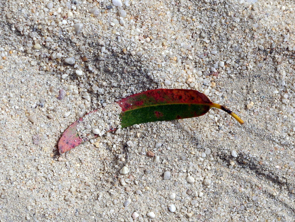 Hoja de eucalipto