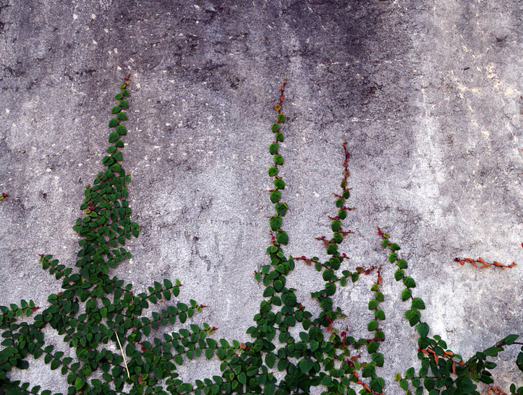 Trepadora paritaria